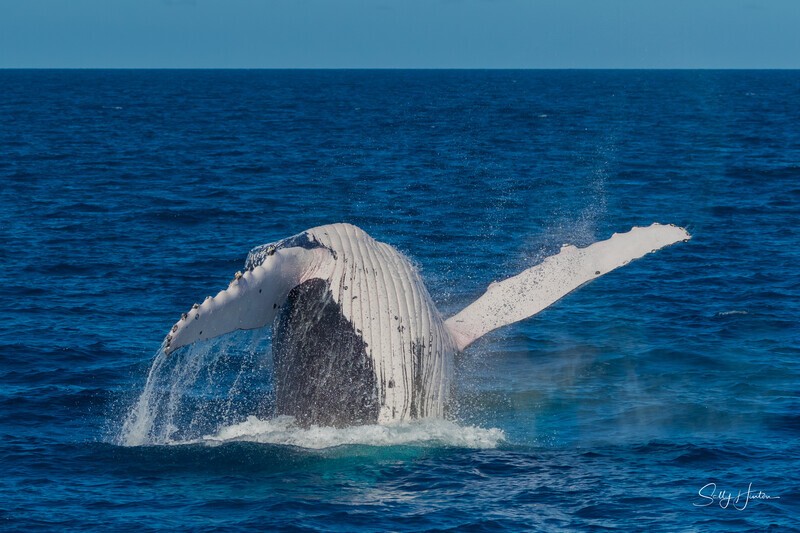 HB Breach 21. 0A3A6499 - 2025 Hervey Bay Whales