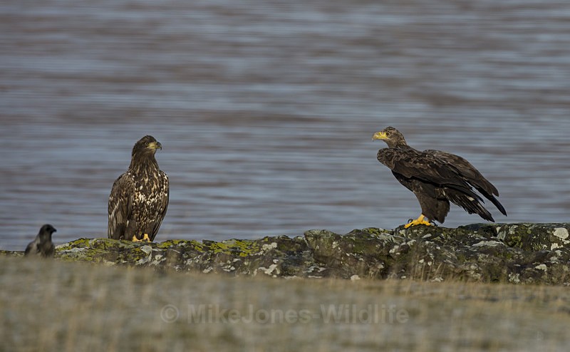 White tailed eagles, Loch na Keal, Isle of Mull, Scotland - THE WHITE TAILED EAGLES GALLERY. Images of the British Sea Eagle