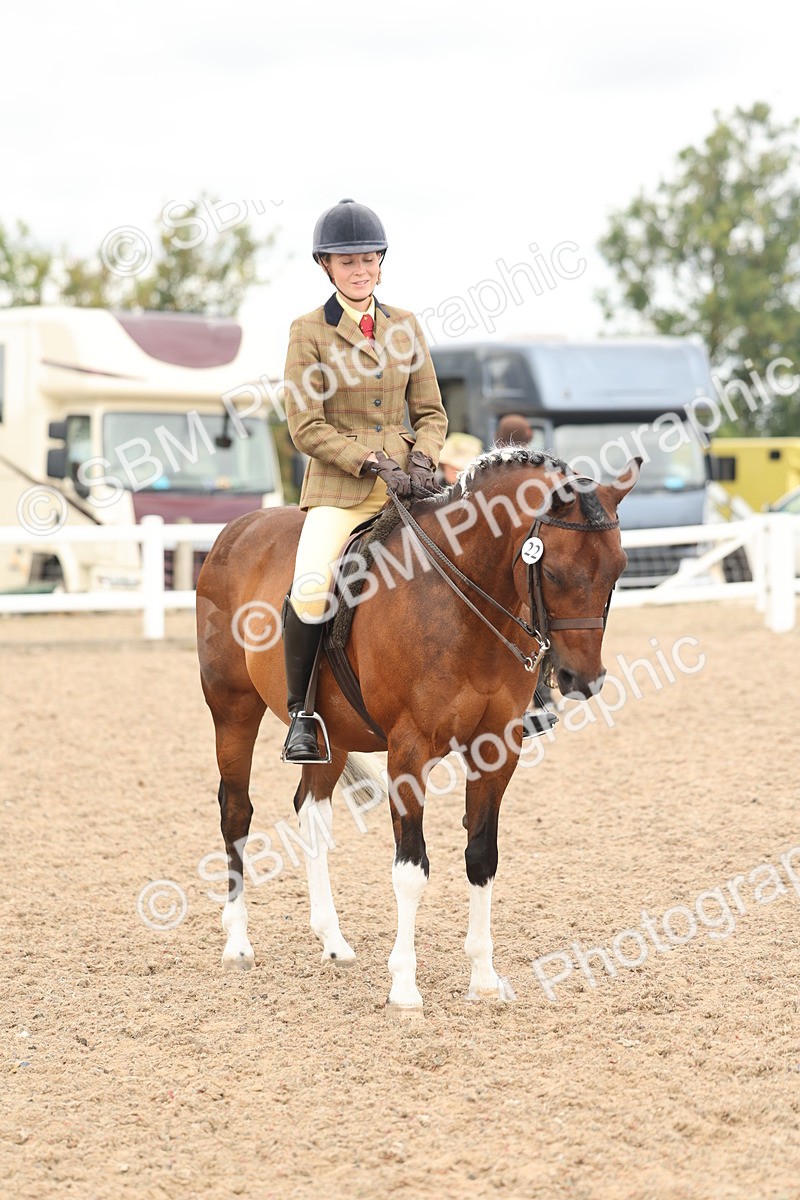 SBM_16022 - Class 311 - Ridden Show pony-Show hunter Pony