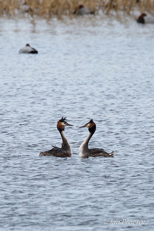 Great Crested Grebe Courtship Ritual 3 - Nature