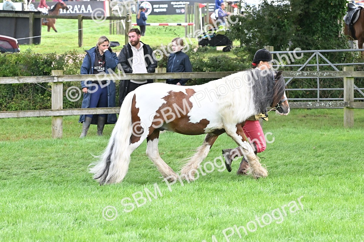 SBM_56920 - S45 - Coloured Pony In Hand