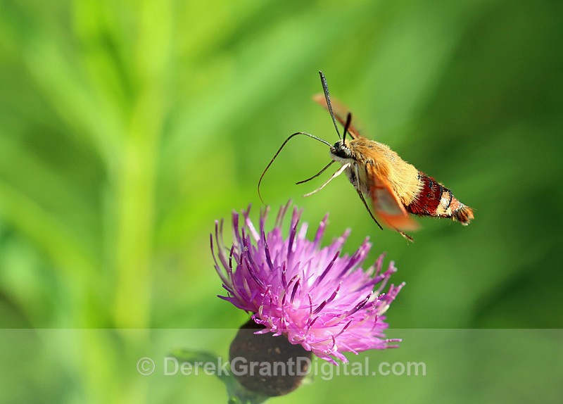 Hemaris thysbe hummingbird clearwing moth - Butterflies & Moths of Atlantic Canada