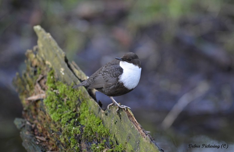 Black-bellied Dipper - Birds