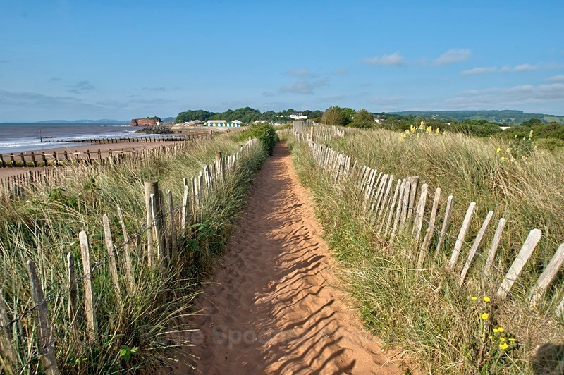 Sand dunes at Dawlish Warren 2 - Dawlish (mainly black swans)