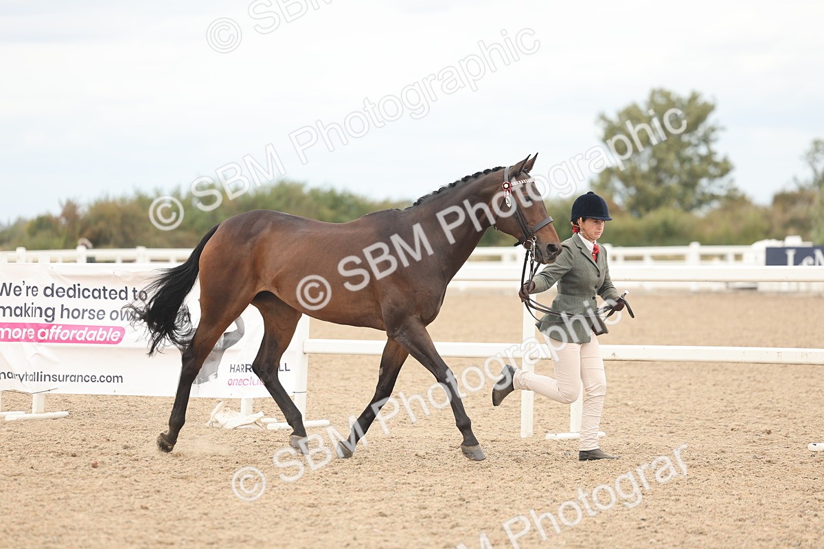 SBM_17070 - Class 313 - IH Retired Racehorse