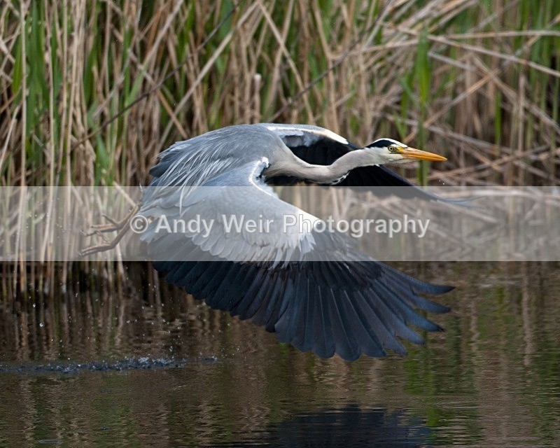 20100501-WE 009 - Grey Heron