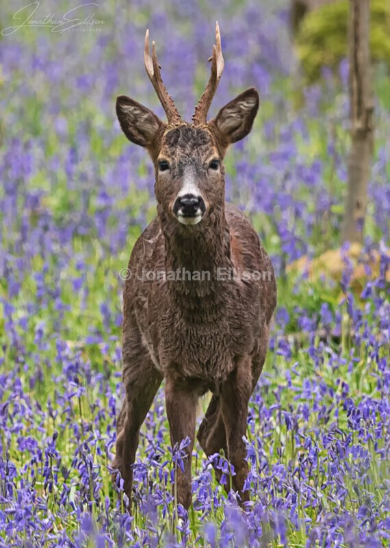 Roe Deer and Bluebells