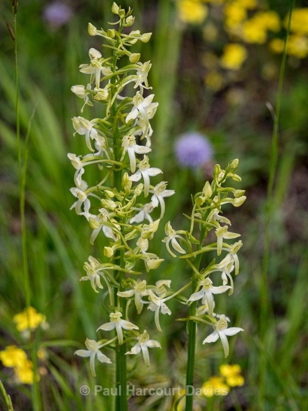 Lesser butterfly orchid (Platanthera bifolia) - Wild Orchids - 1