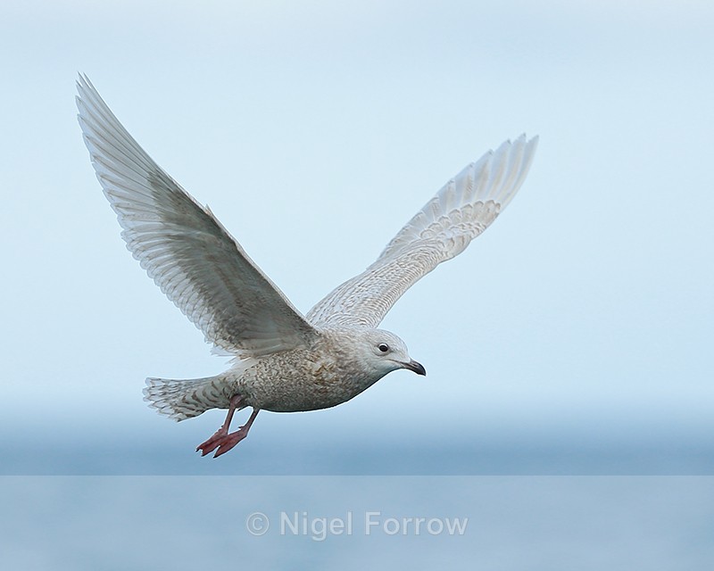 Iceland Gull (juvenile) hovering, Grundarfjörður, Iceland - Iceland Gull