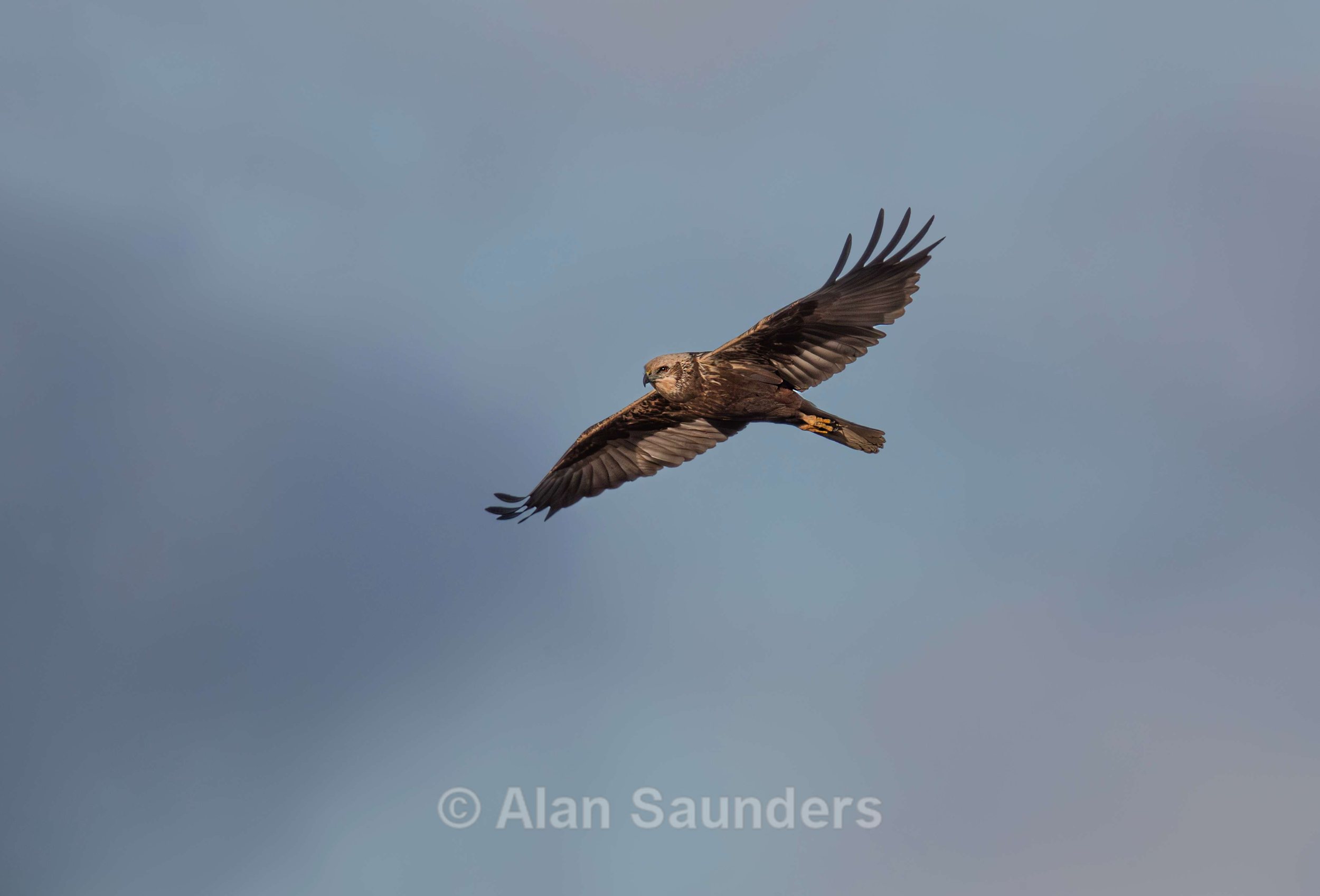 Marsh Harrier 6