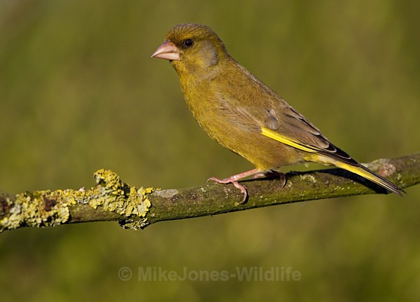 GREENFINCH (MALE) REF GREEN 3 - GREENFINCHES