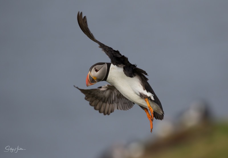 Puffen Flying 10 - Puffins