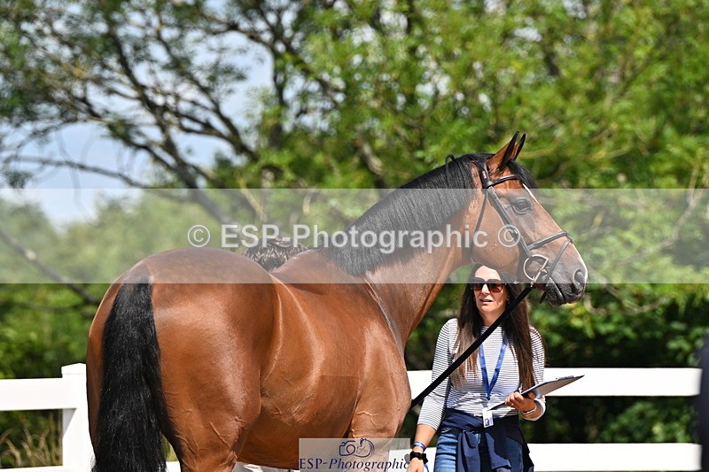 240718A-105239-00969 - Trot Up 11am to 12pm