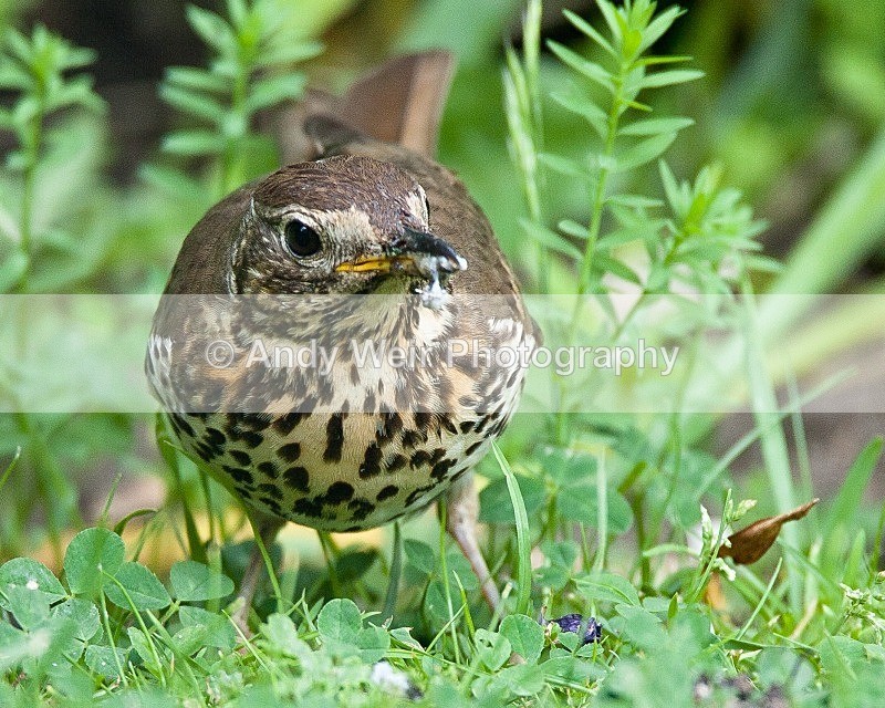 20090602-2009 06 02 023 - Thrushes