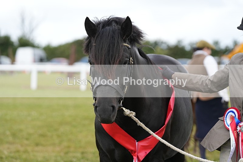 DSC05995 - NPS M&M In Hand Championship