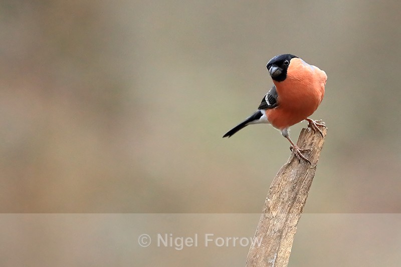 Bullfinch (male) perched, Otterbourne, Hampshire - Bullfinch