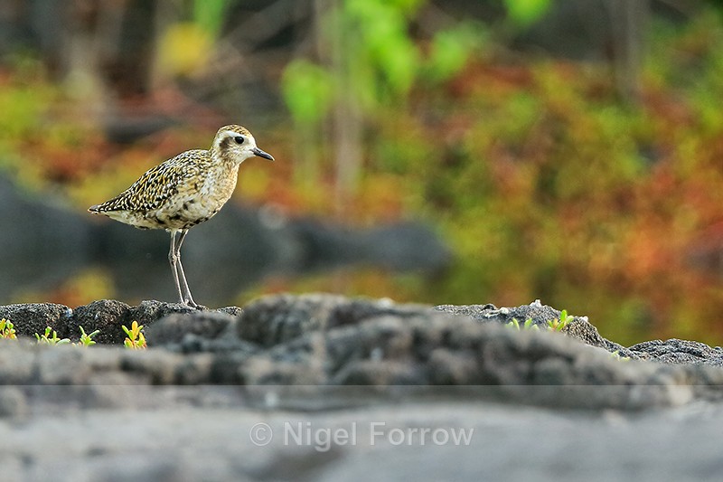 Pacific Golden Plover, Hawaii - Pacific Golden Plover