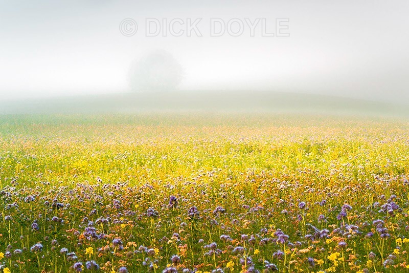 GRANGE FARM HILL IN MIST