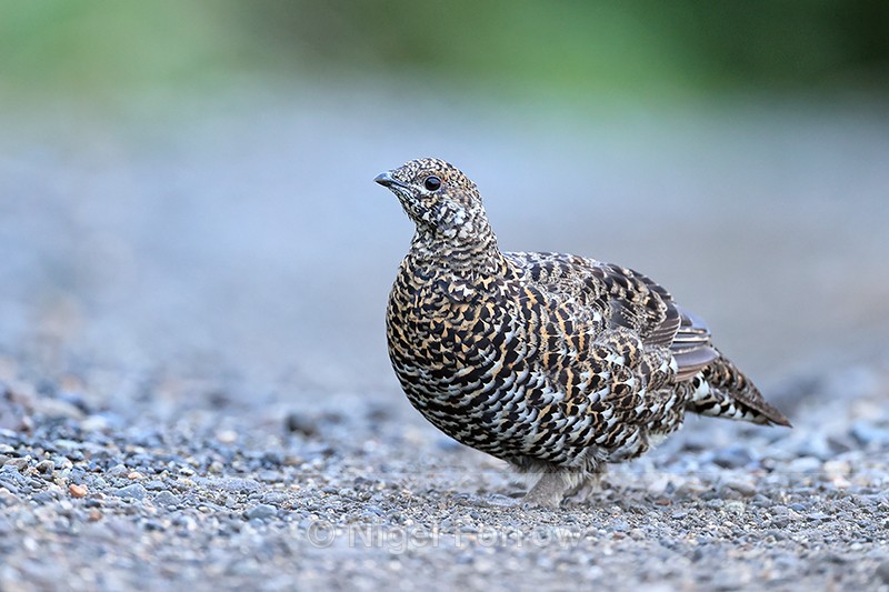 Female Spruce Grouse, Lake Clark National Park, Alaska - Spruce Grouse