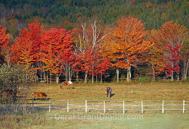 Horse Paddock in Autumn - New Brunswick Fall Foliage - Autumn Foliage
