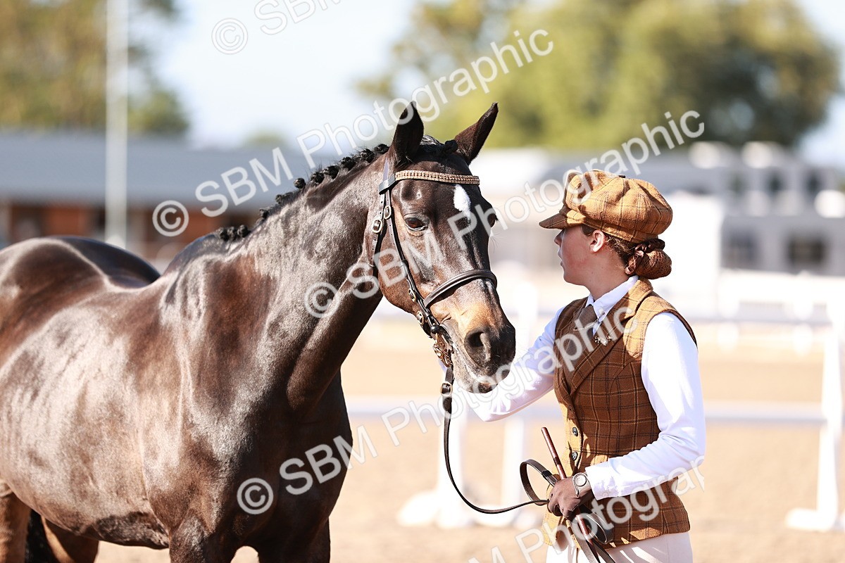 SBM_22044 - Class 702 - IH Show Horse-Pony