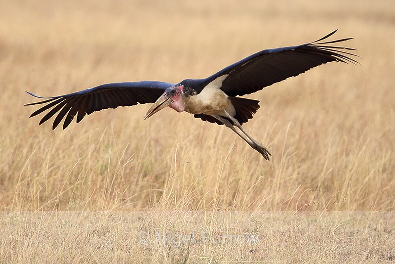 Marabou Stork gliding in on landing approach - Marabou Stork