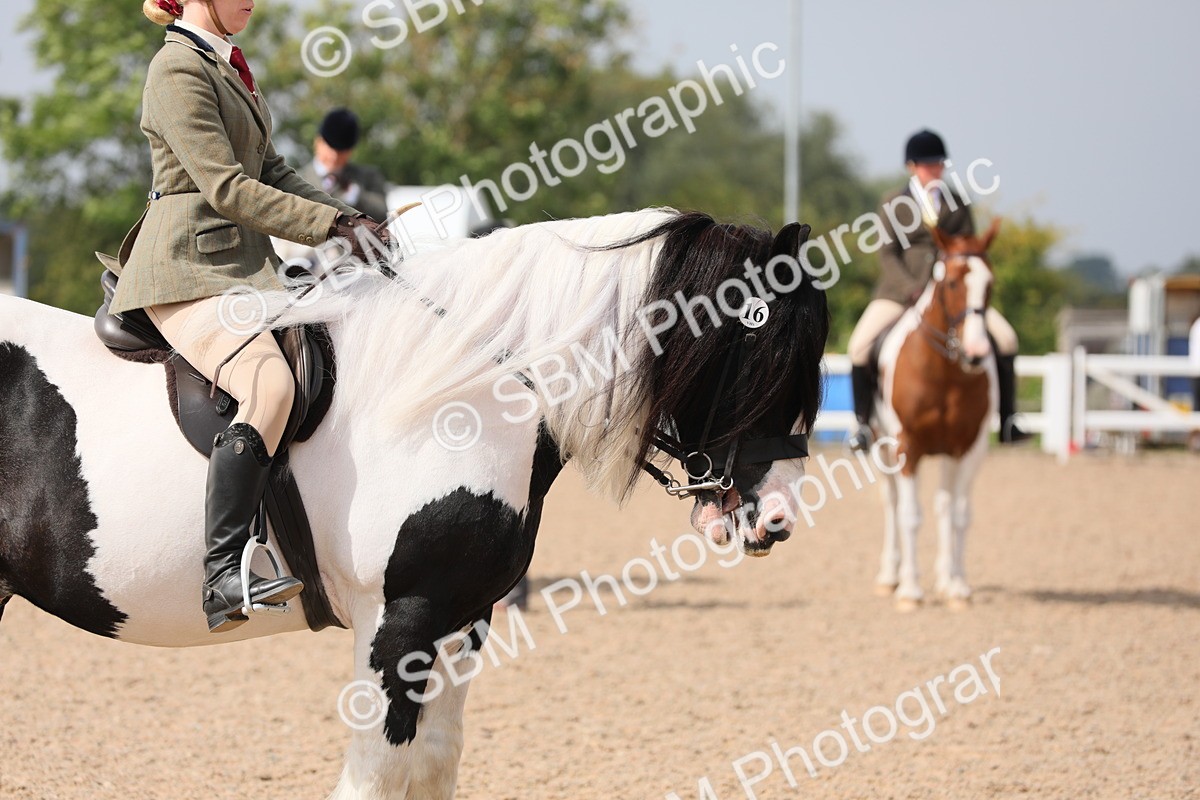 SBM_13368 - Class 308 Ridden Coloured Horse