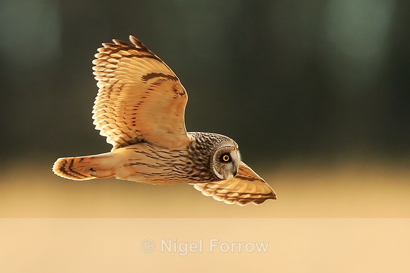 Short-eared Owl glides past, Hawling, Gloucestershire - Short-eared Owl
