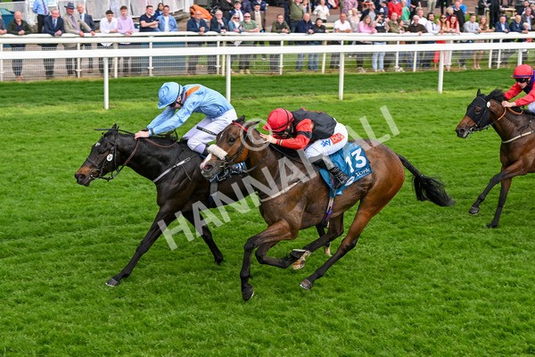 150524-Race 5-Diligent Resdev-4439 - Race 5 4.15pm Conundrum HR Consulting Handicap