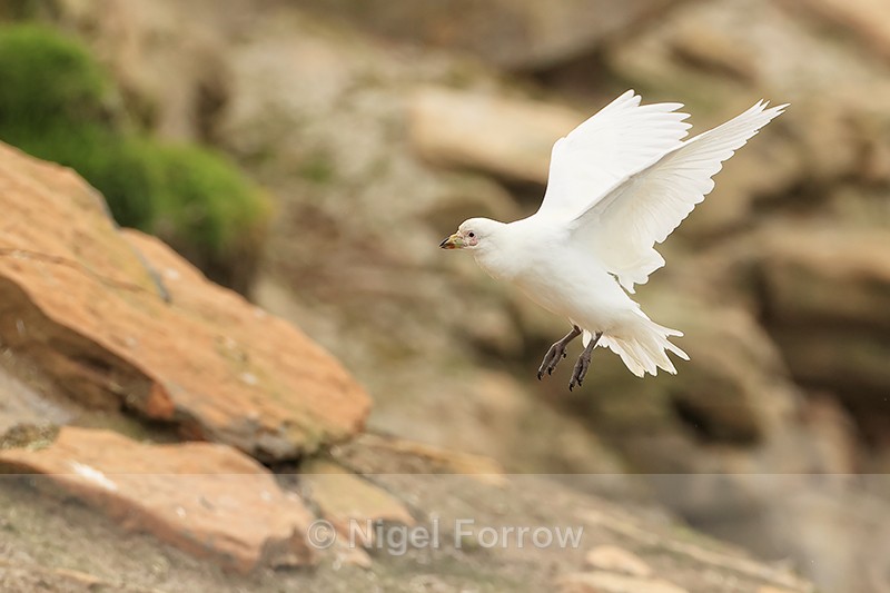 Snowy Sheathbill landing, Saunders Island, Falklands - Snowy Sheathbill