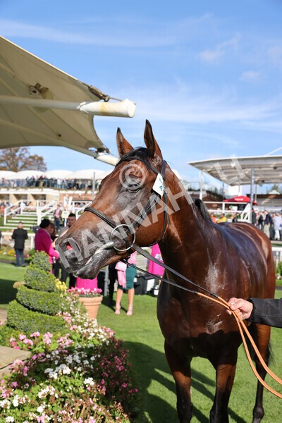 yr08102022r1-57 - Race 1 1.30pm The Coral Play 'Racing-Super-Series' for Free Nursery Handicap