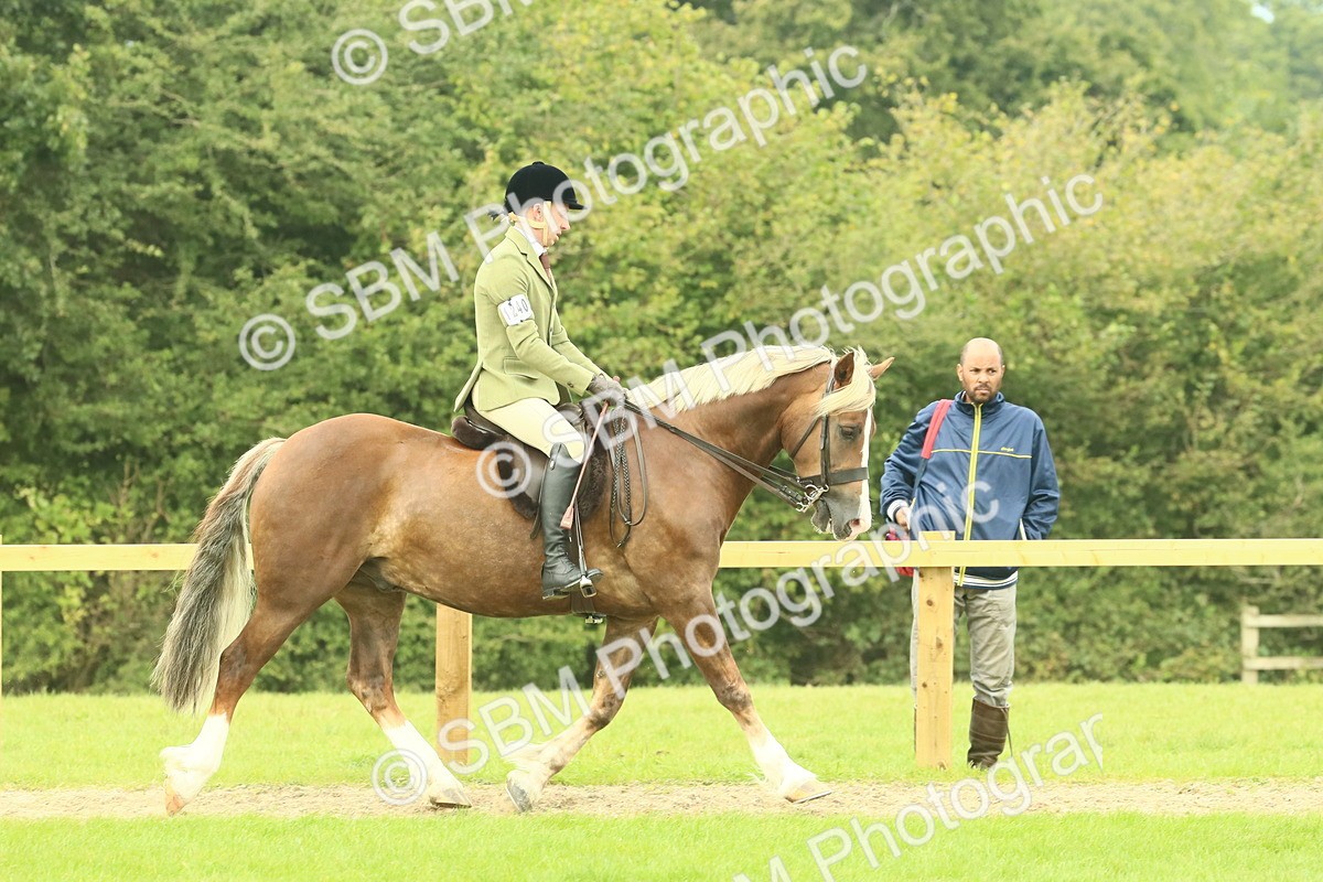 SBM_71875 - S60 - Mountain & Moorland Ridden Large Breeds