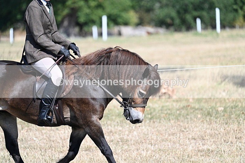 WJ7_3482 - Class 9 Mountain & Moorland Ridden