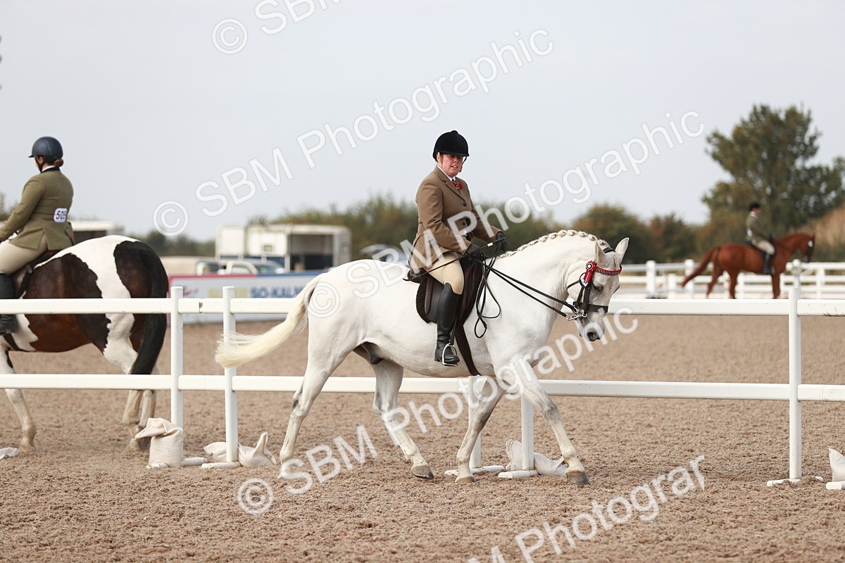 SBM_17456 - Class 215 Ridden Hack/ Riding Horse