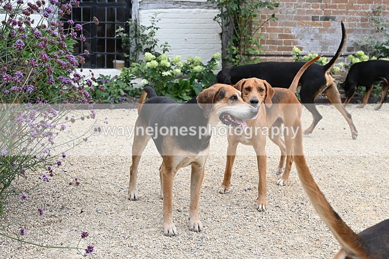 WJ6_3592 - Berks & Bucks - The Old farmhouse - Hound Exercise 20-08-25