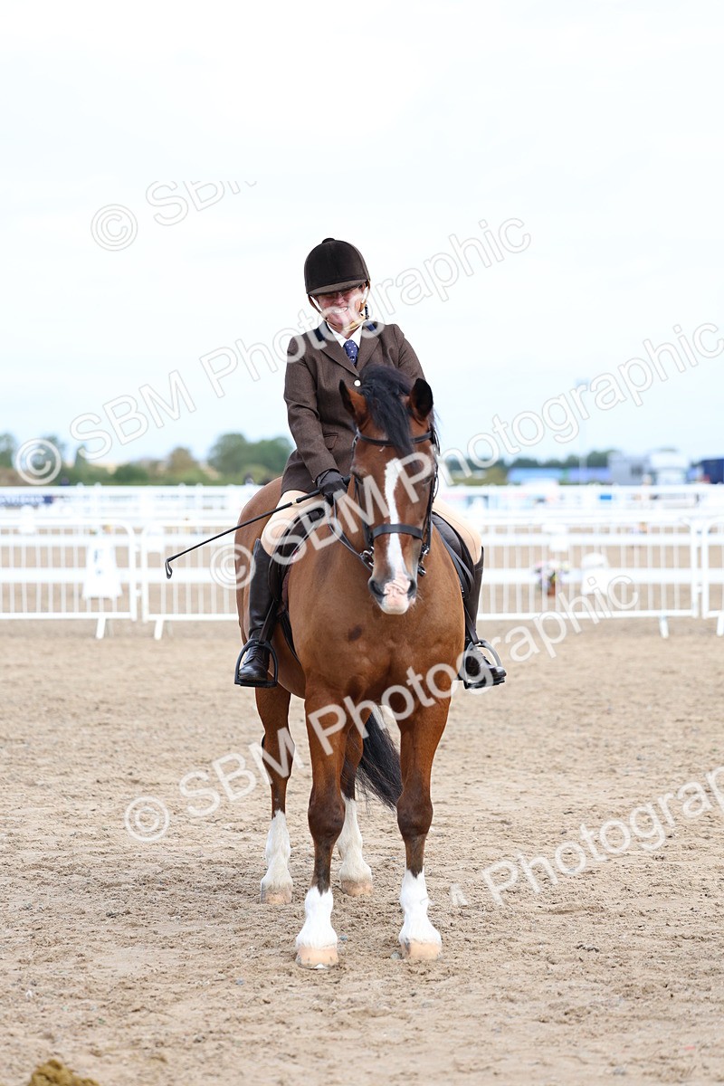SBM_01846 - Class 18 - Handsomest Gelding - IH or Ridden