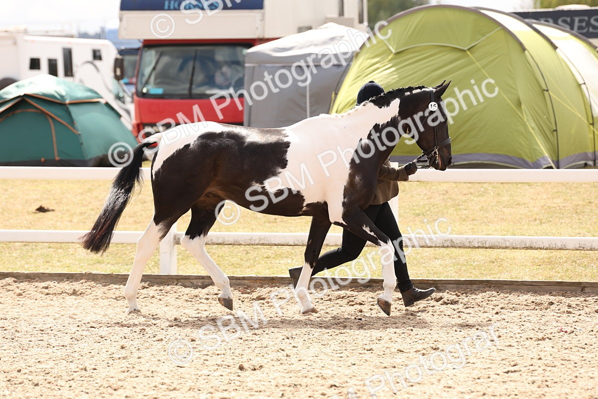 SBM_15327 - Class 210- IH Show Horse