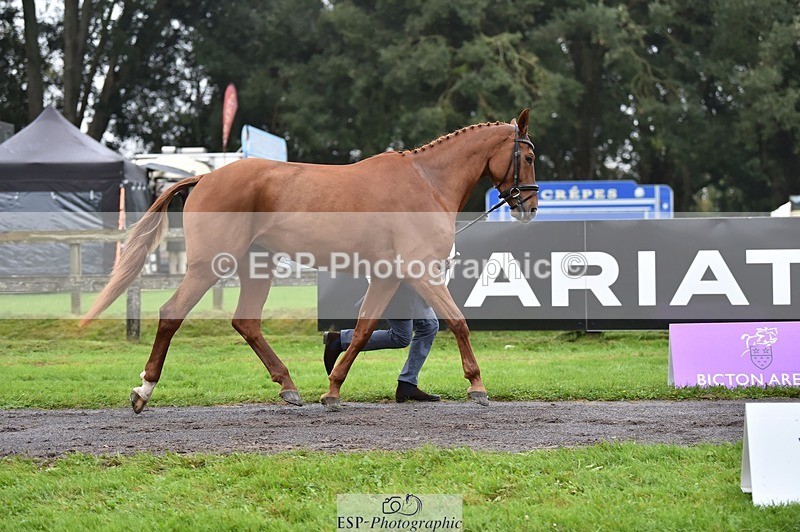 231018-121940-00211 - 069-LUSUELA-Will.Furlong-TrotUp