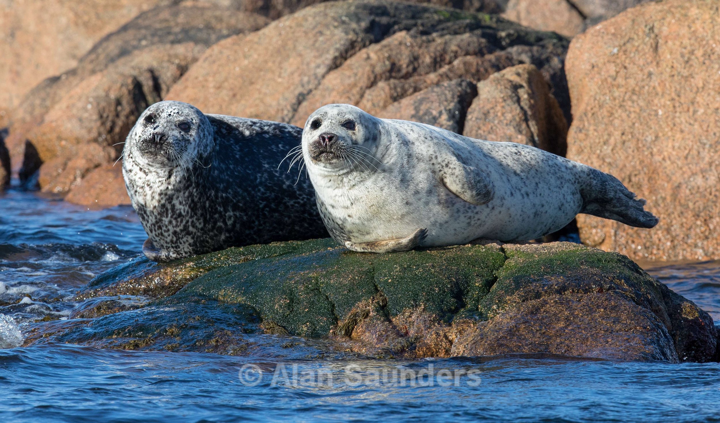 Common Seal 12