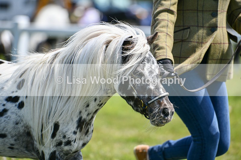 DSC_7209 - Class 61: Miniature Horse 4yrs & over
