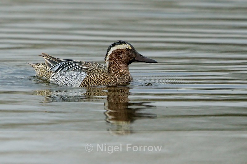 Garganey (drake), Stratfield Brake, Oxfordshire - Garganey