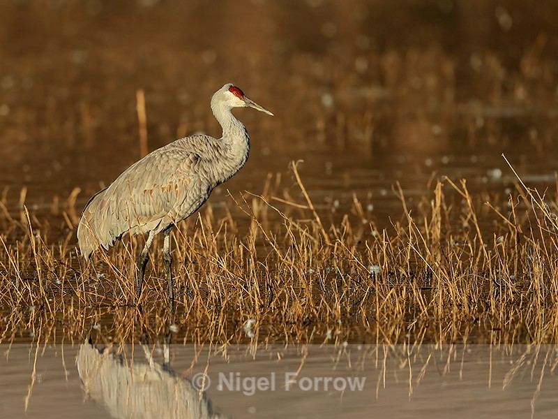 Sandhill Crane standing, South Pond, Bosque del Apache, New Mexico - Sandhill Crane