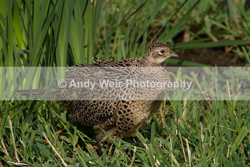 20110425-IMG_5036 - Gamebirds