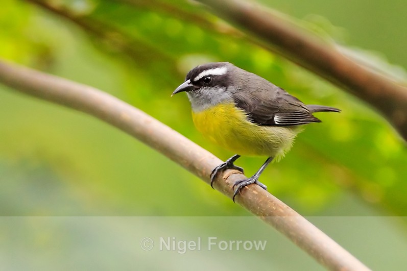 Bananaquit perched on a branch at Leaves and Lizards Retreat - Bananaquit