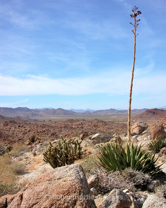 High Desert - Nature as Art