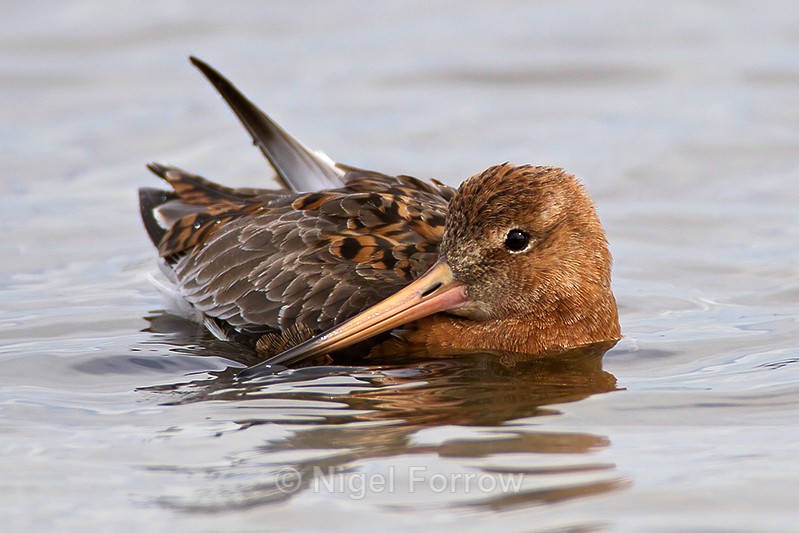 Black-tailed Godwit standing in deep water - Black-tailed Godwit