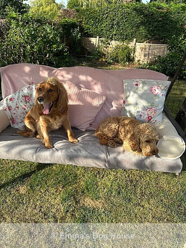  - Dogs