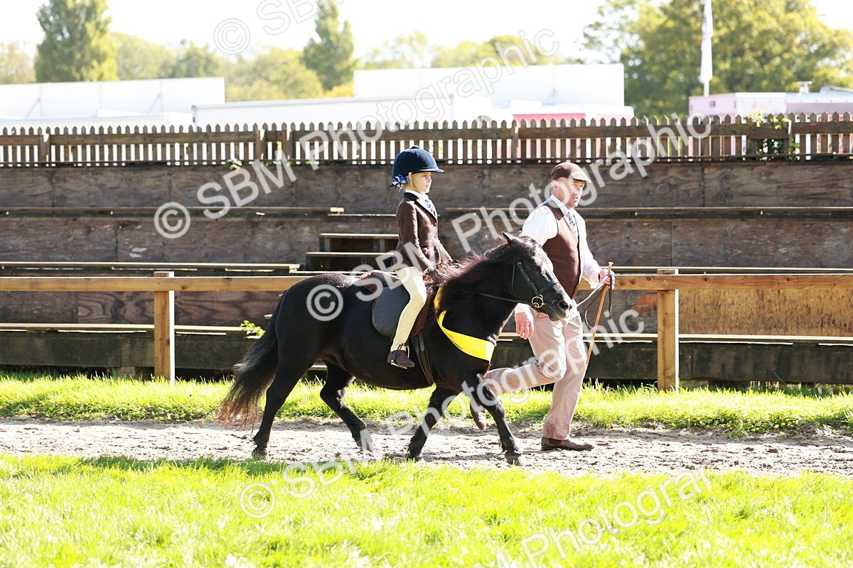 SBM_42146 - S32 - Mountain & Moorland Working Hunter Pony