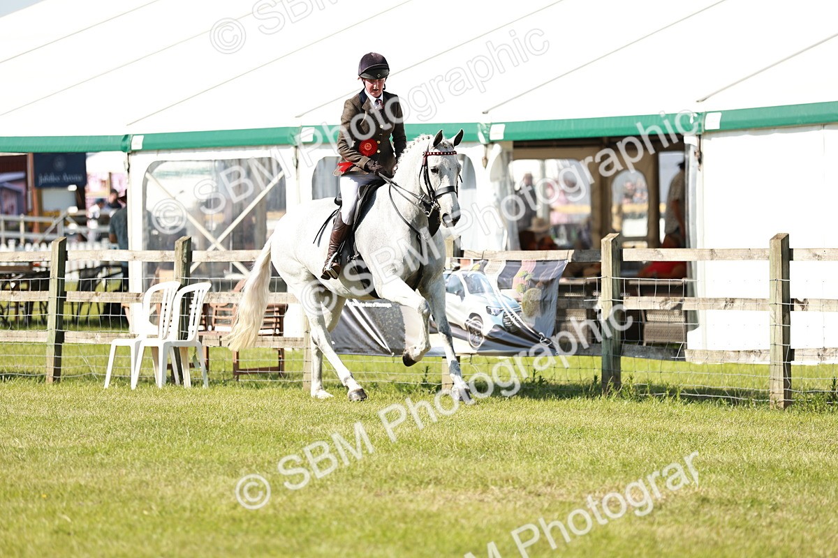 SBM_18954 - Class 114 - RIHS & SEIB Open Working Show Horse