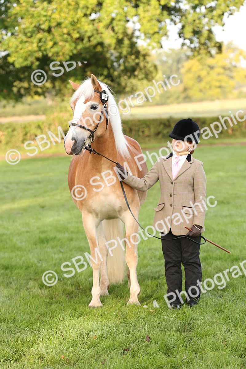 SBM_54437 - S51 - Foreign Breeds In Hand
